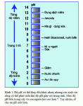 Tìm hiểu về pH