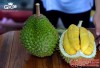 SẦU RIÊNG MUSANG KING