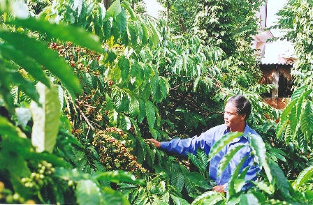 Minh họa