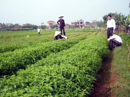 Cỏ Ngọt