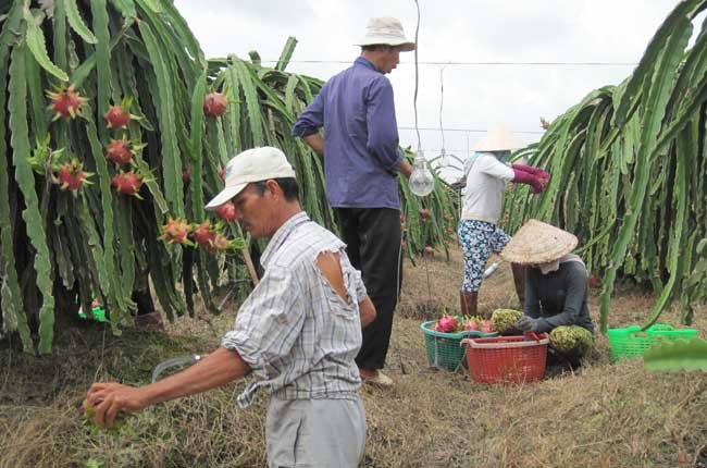 Thanh Long nghịch vụ