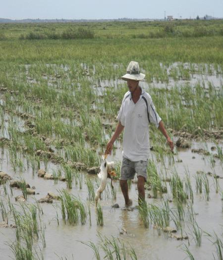 Minh họa